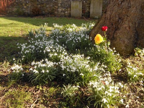 snowdrops and roses... HR