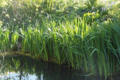 REEDS HR